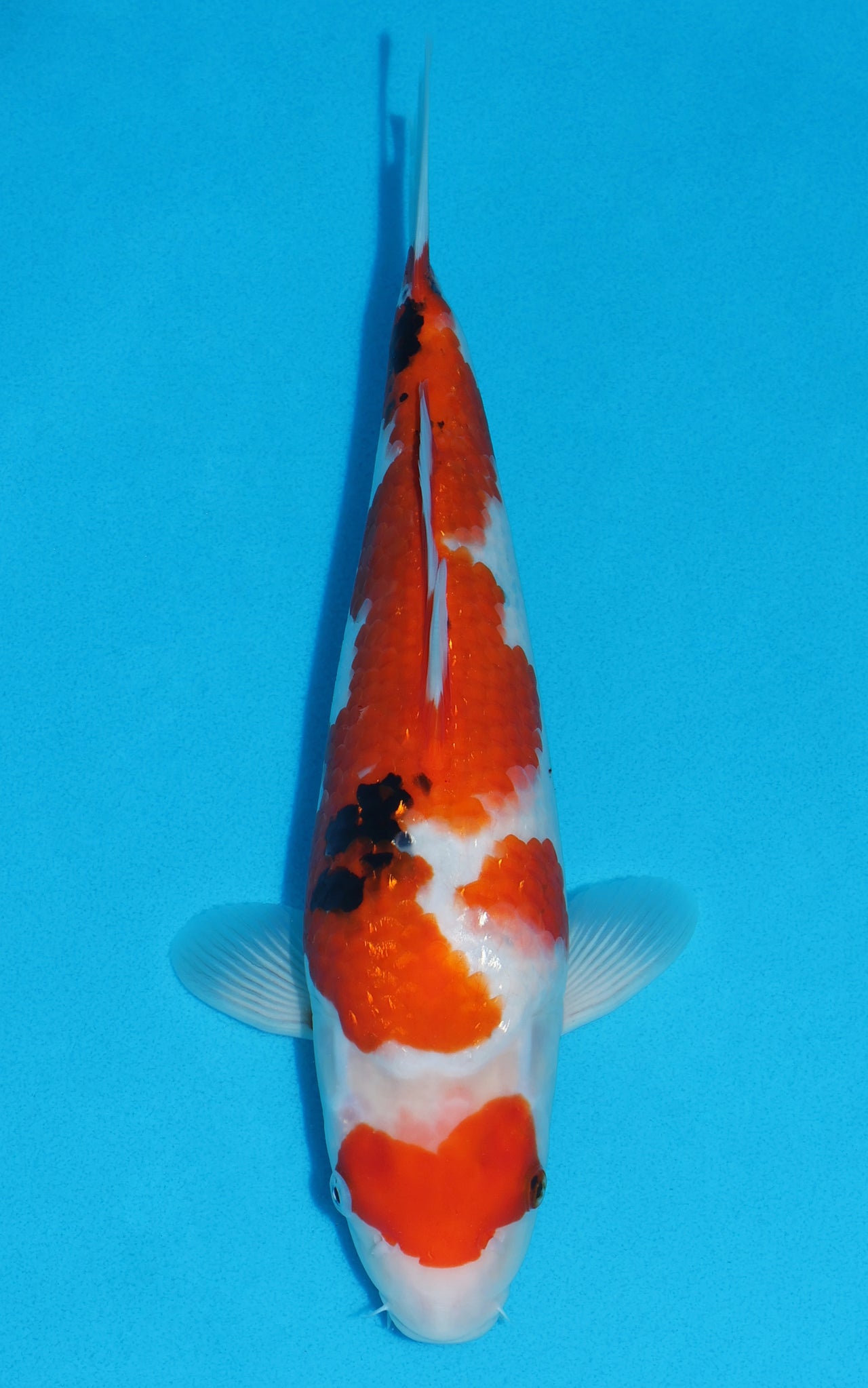 Sanke - 34cm REF:19328