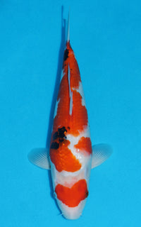 Thumbnail for Sanke - 34cm REF:19328