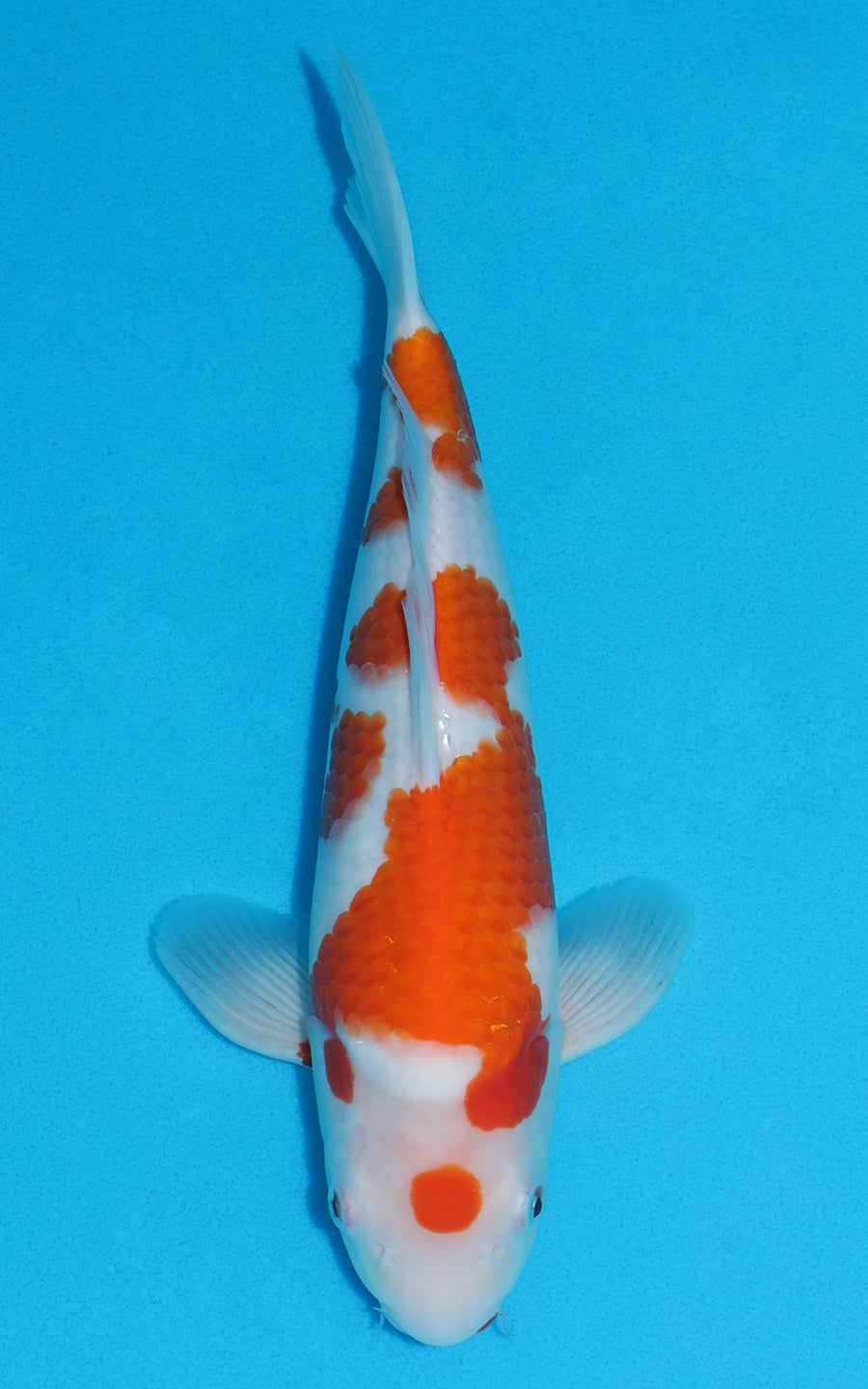 Maruten Kohaku - 31cm REF:19329