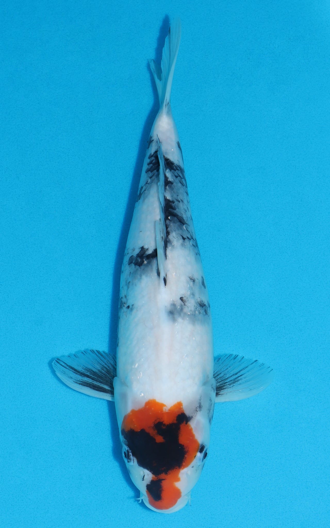 Tancho Showa - 36cm REF:19330