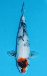 Thumbnail for Tancho Showa - 36cm REF:19330