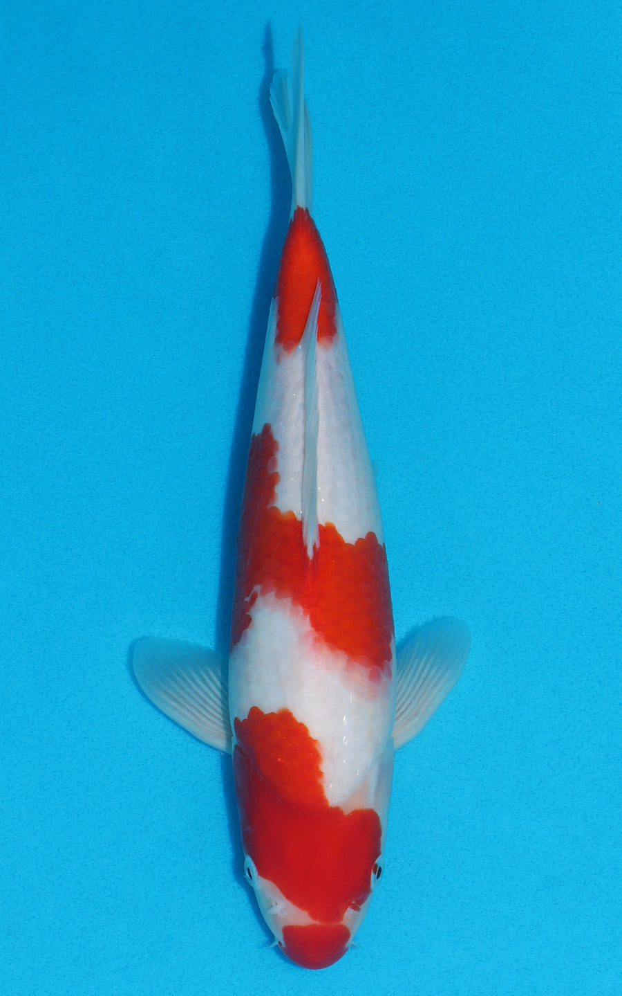 Kohaku - 31cm REF:19341
