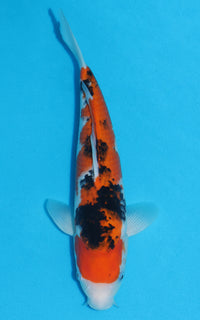 Thumbnail for Sanke - 33cm REF:19342