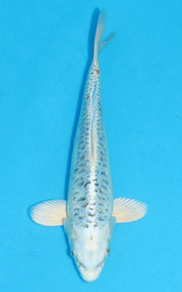 Thumbnail for Aragoke Gin Matsuba - 27cm REF:70199