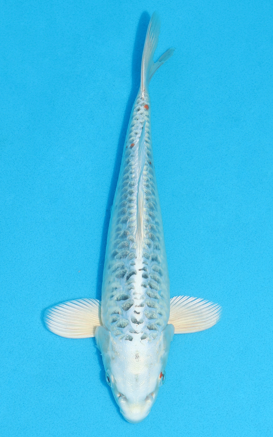 Aragoke Gin Matsuba - 27cm REF:70199