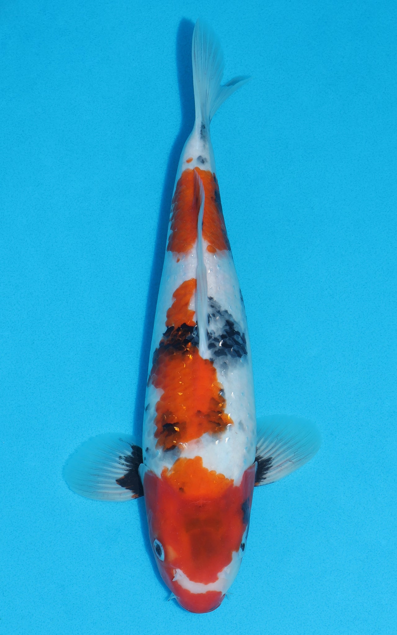 Showa - 33cm REF:19343