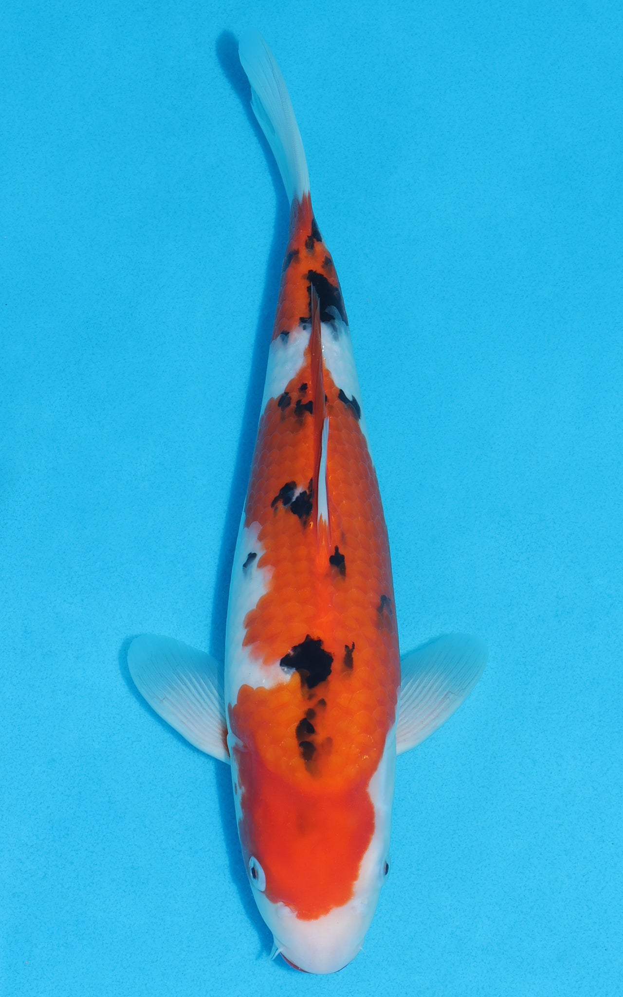 Sanke - 33cm REF:19344