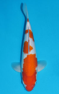 Thumbnail for Kohaku - 35cm REF:19345