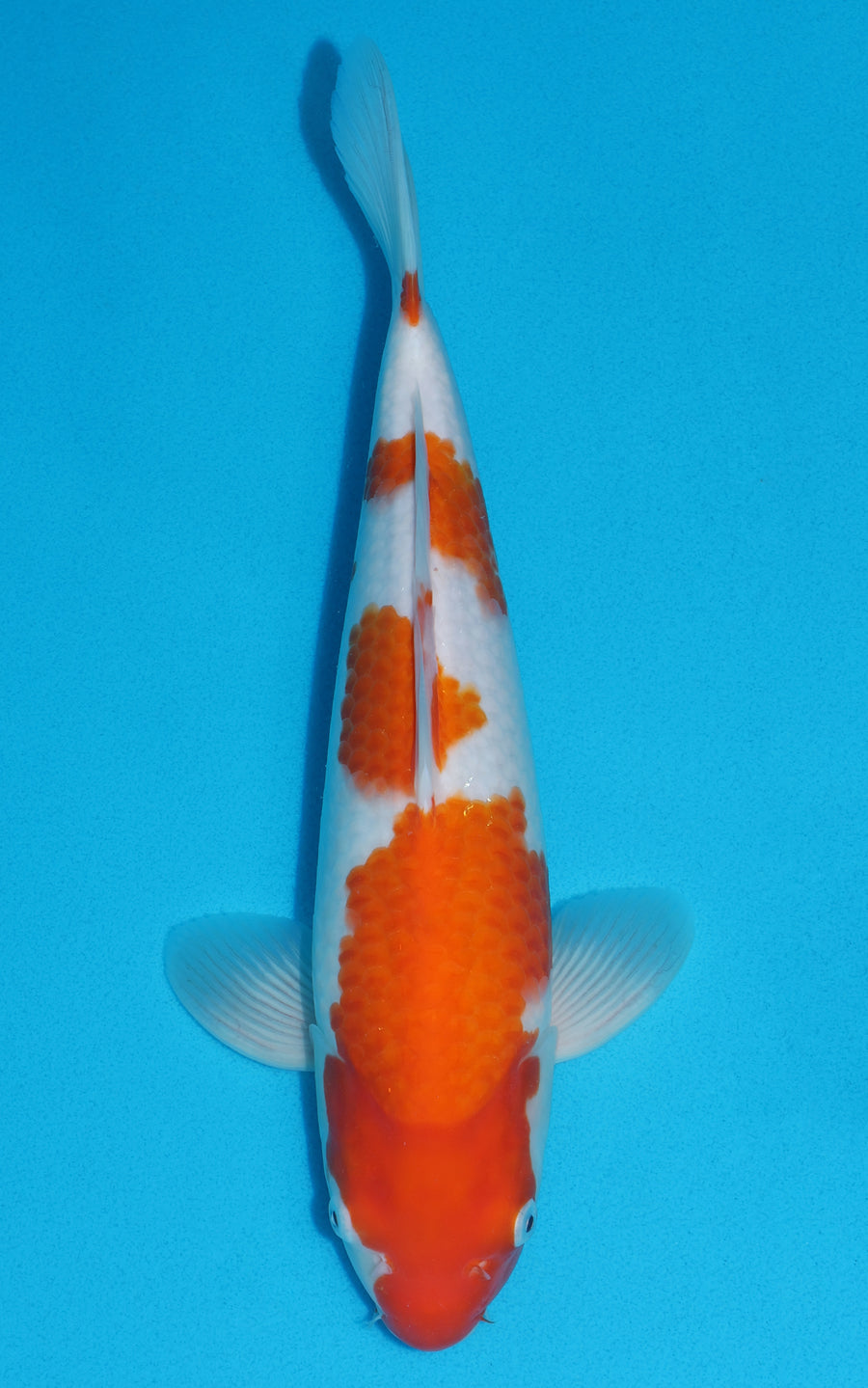 Kohaku - 35cm REF:19345