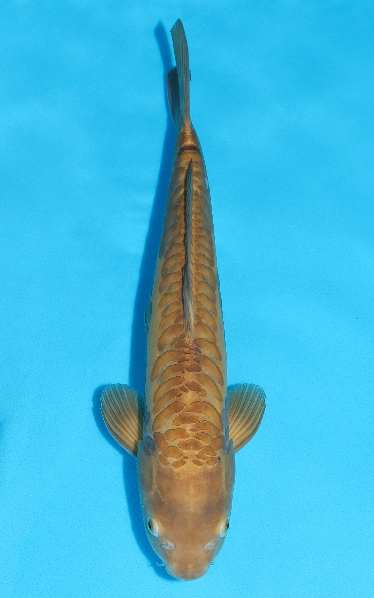 Doitsu Karashigoi - 41cm REF:29065