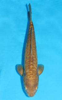 Thumbnail for Doitsu Karashigoi - 41cm REF:29065