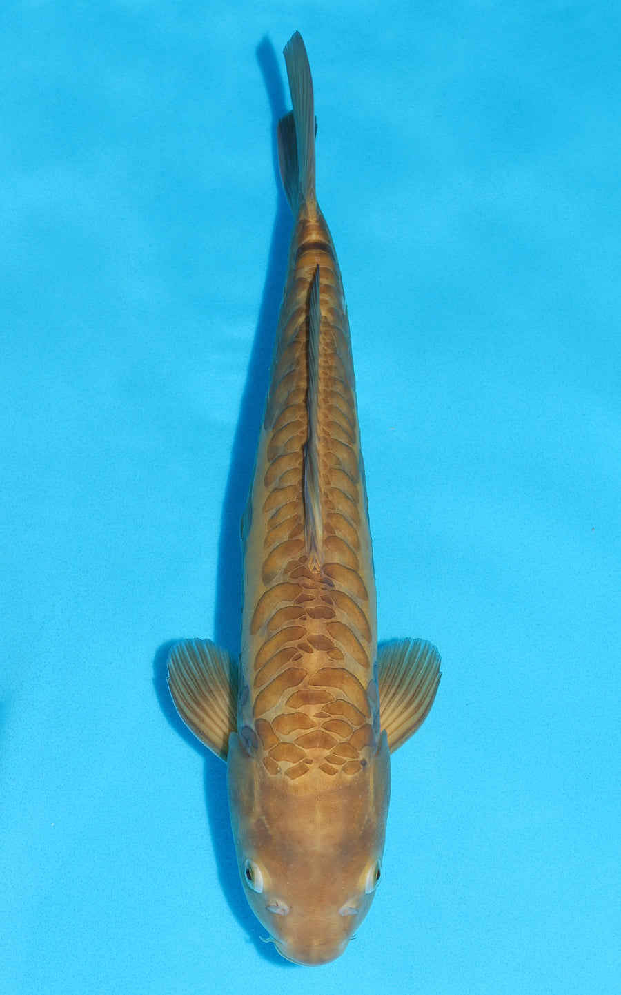 Doitsu Karashigoi - 41cm REF:29065