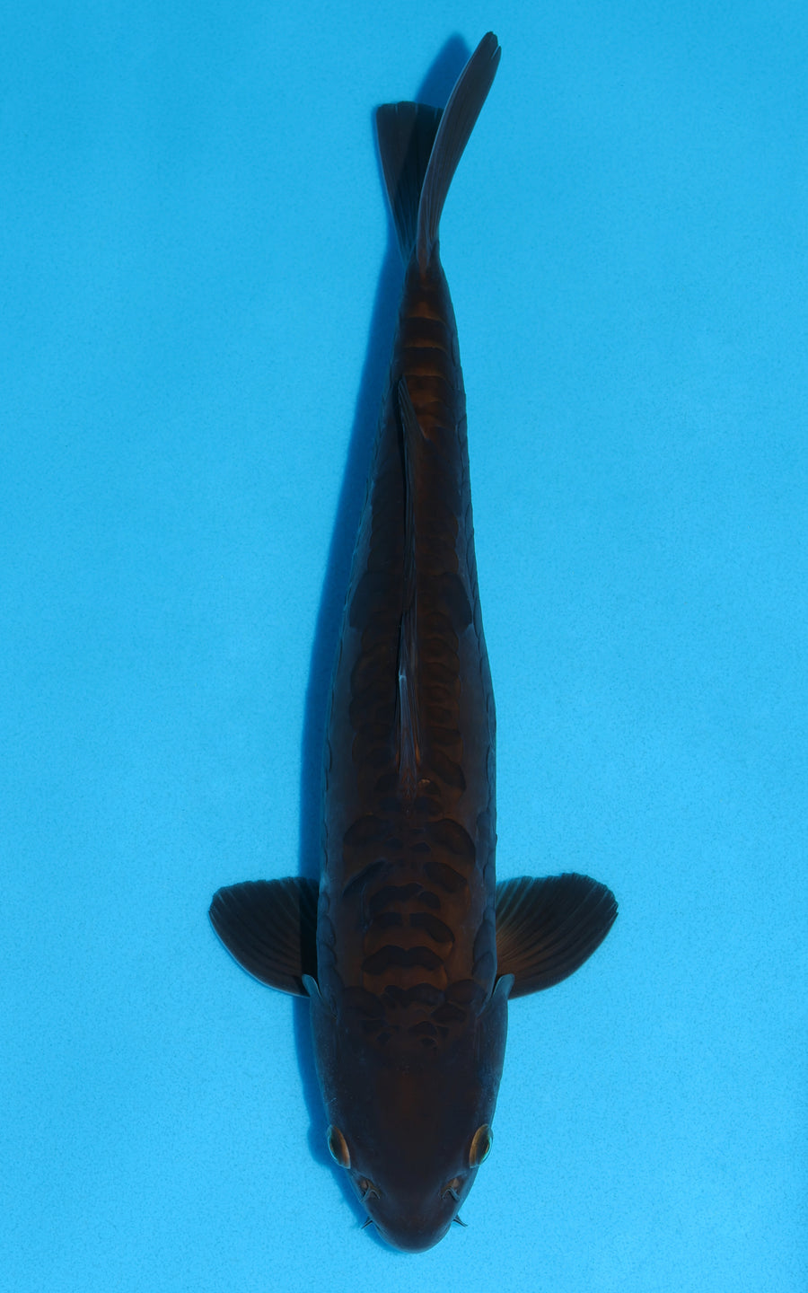 Doitsu Chagoi - 37cm REF:19070
