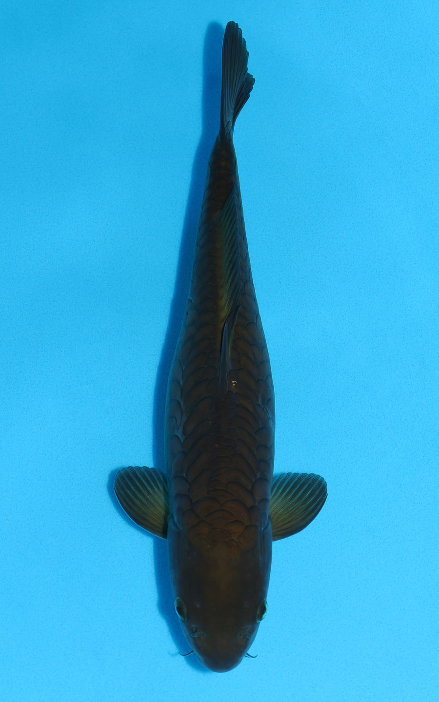 Aragoke Chagoi - 36cm REF:29066