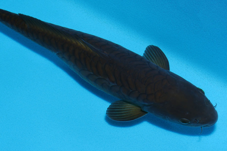 Aragoke Chagoi - 36cm REF:29066