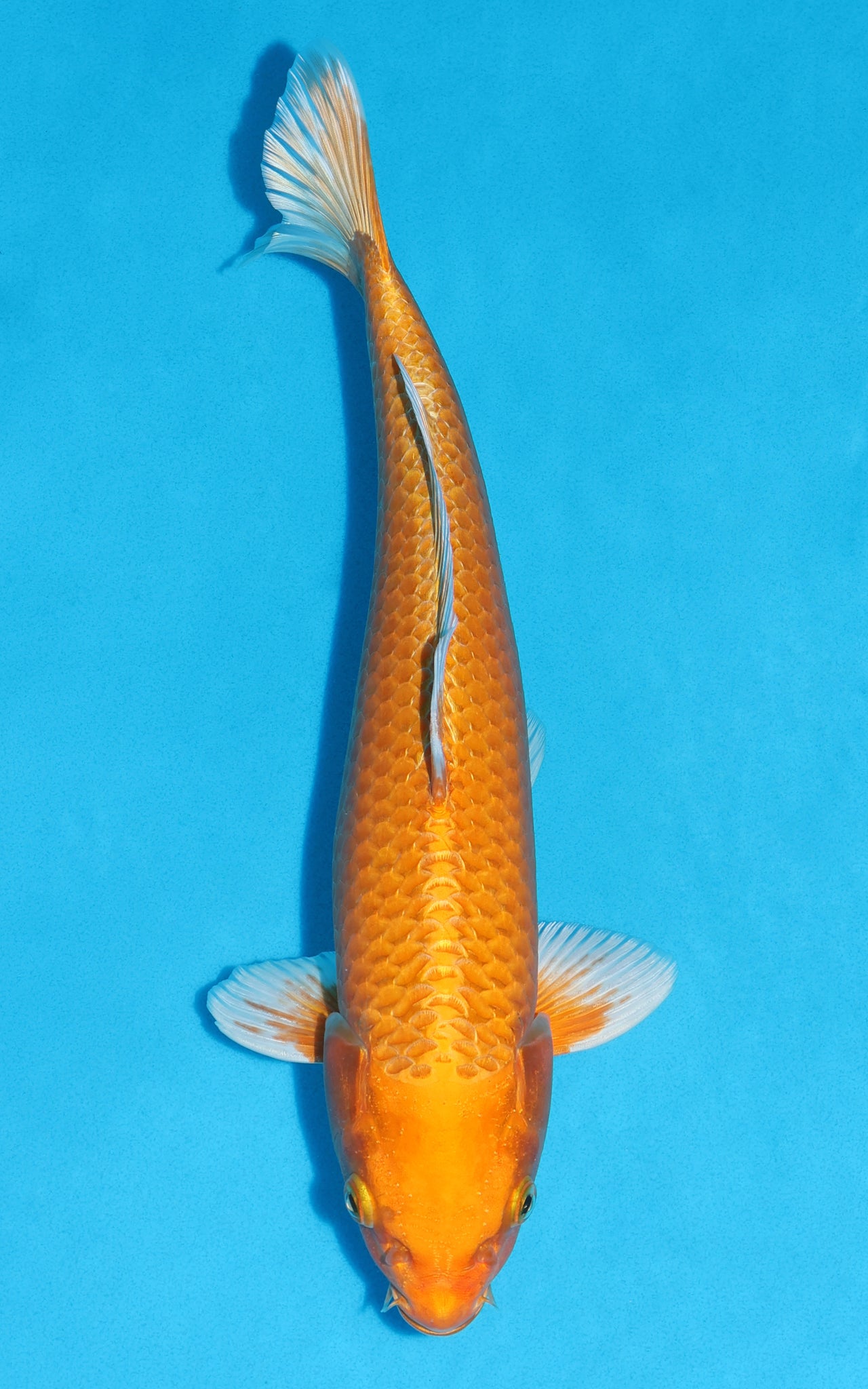 Orenji Ogon - 39cm REF:29067