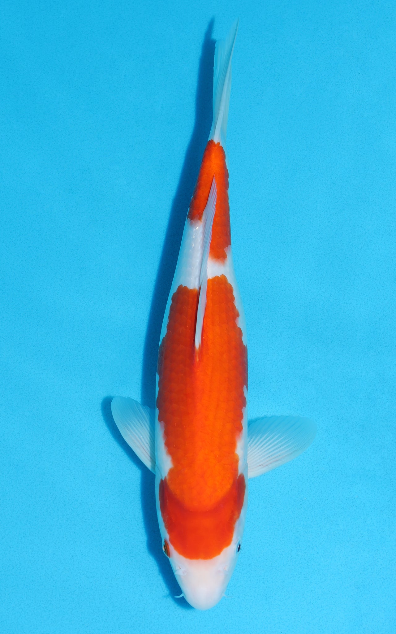 Kohaku - 35cm REF:19072