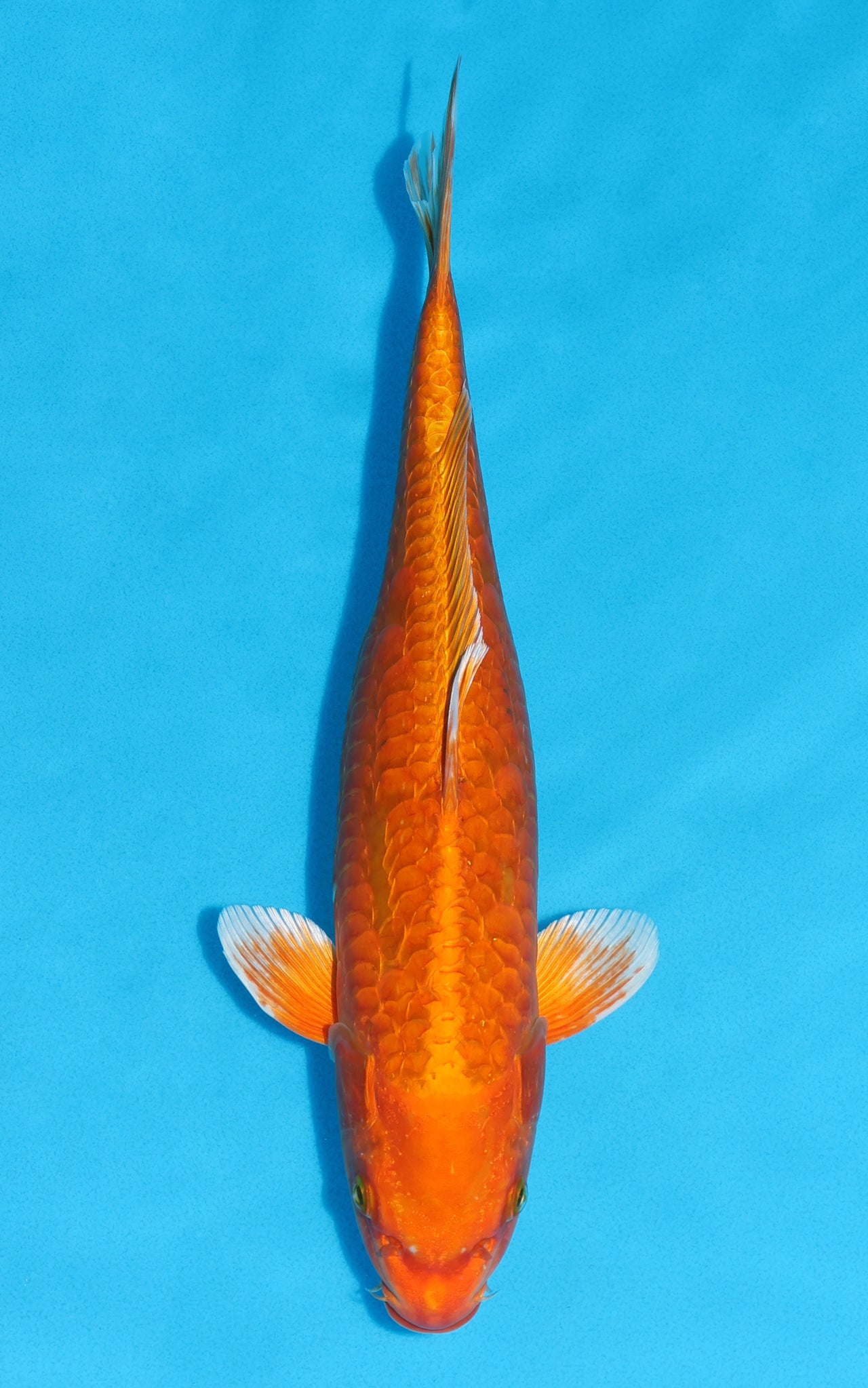 Aragoke Orenji Ogon - 38cm REF:29068