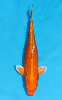 Thumbnail for Aragoke Orenji Ogon - 38cm REF:29068