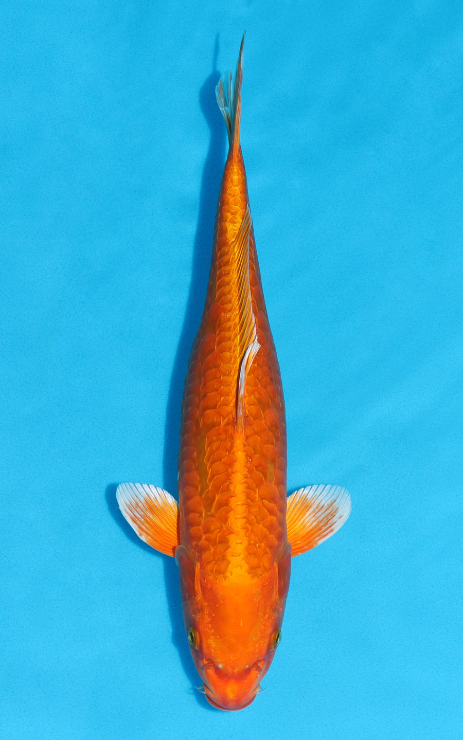 Aragoke Orenji Ogon - 38cm REF:29068