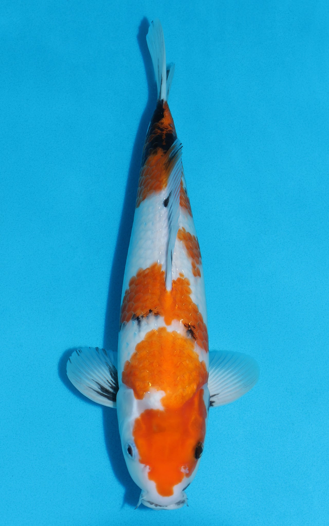 Showa - 38cm REF:29069