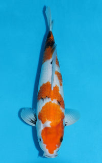 Thumbnail for Showa - 38cm REF:29069