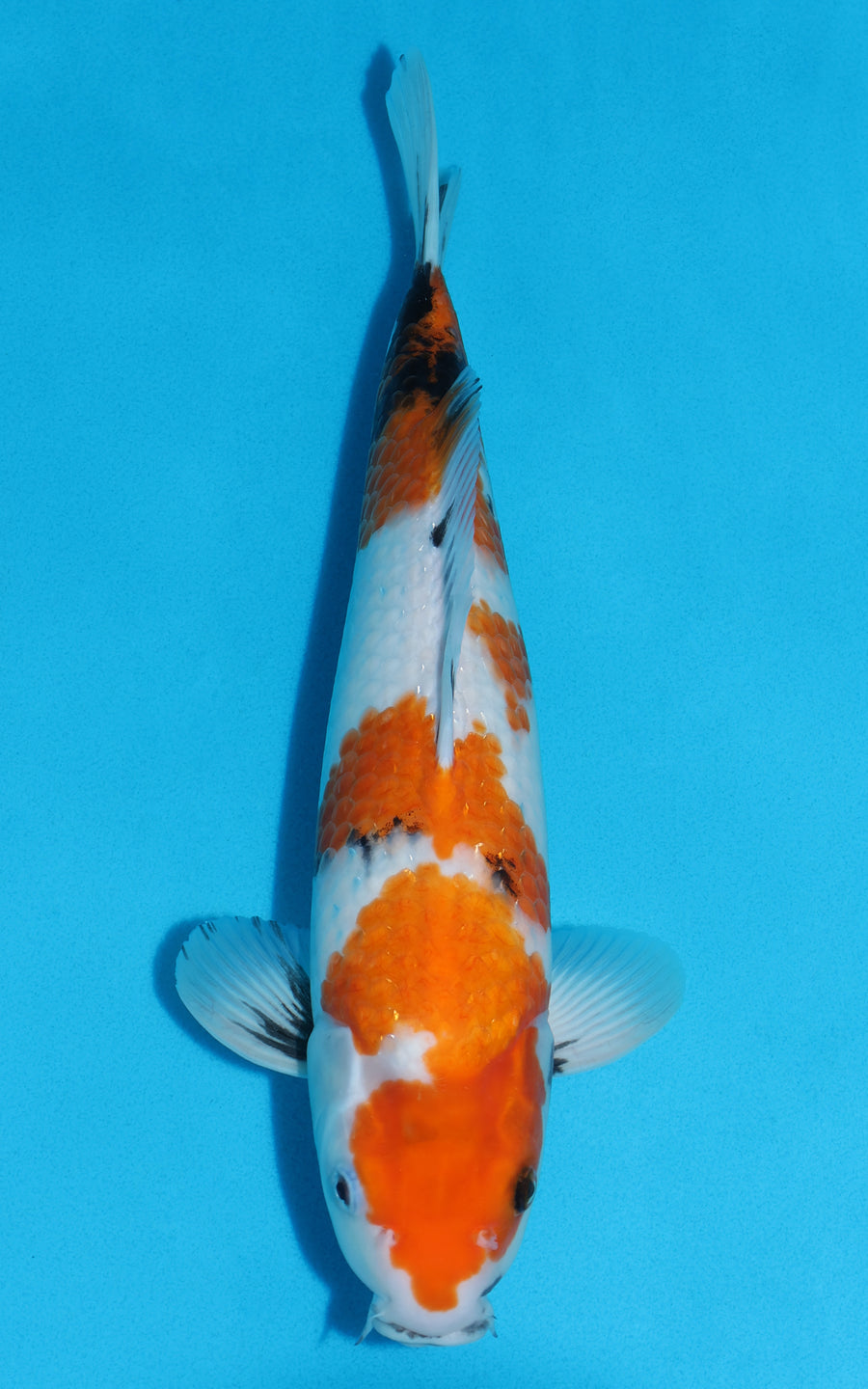 Showa - 38cm REF:29069