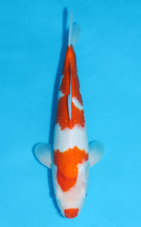 Thumbnail for Kohaku - 38cm REF:29070