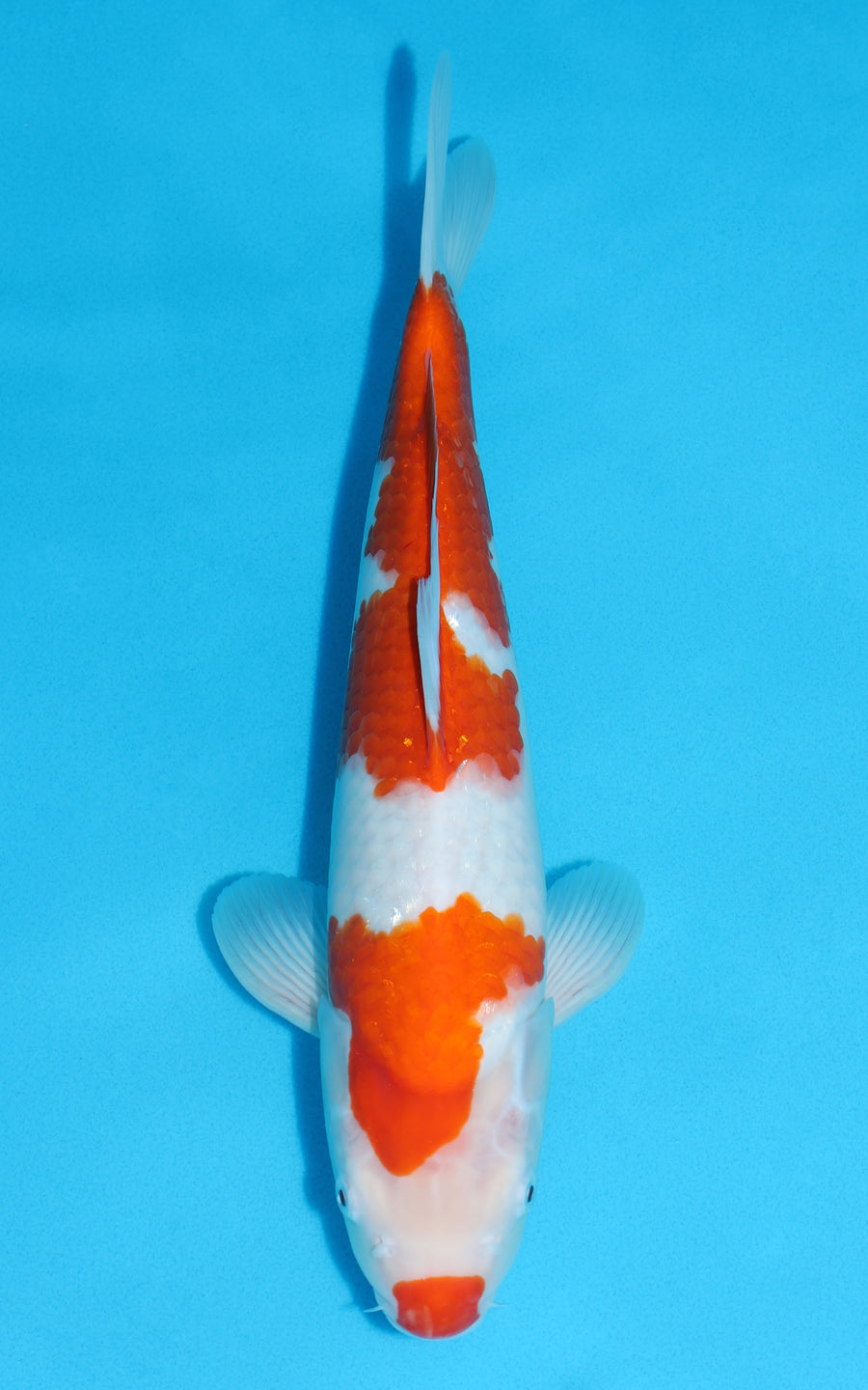 Kohaku - 38cm REF:29070