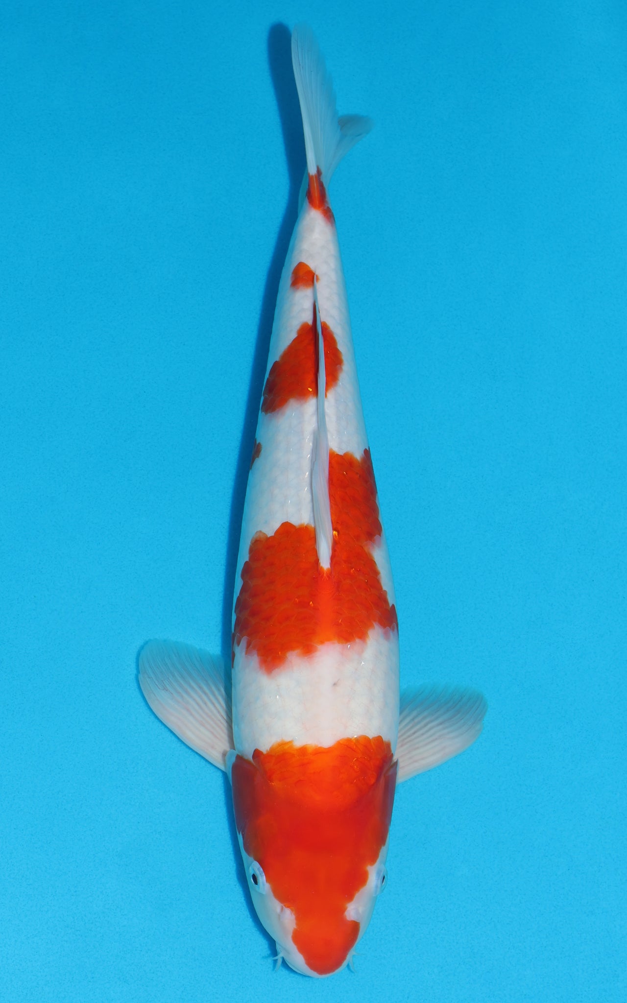 Kohaku - 46cm REF:39073