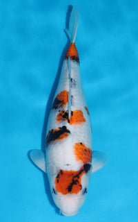 Thumbnail for Showa - 40cm REF:39074