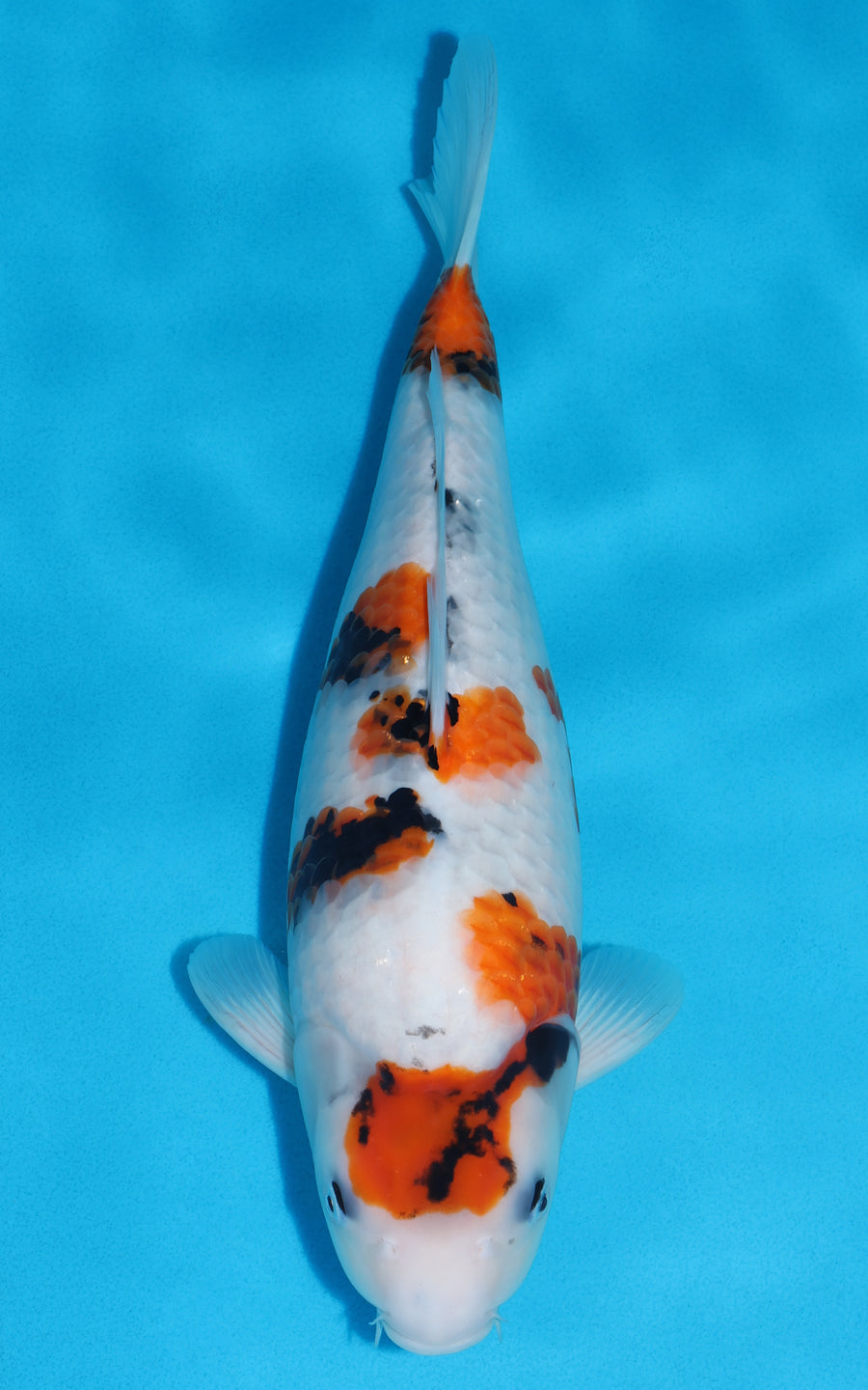 Showa - 40cm REF:39074