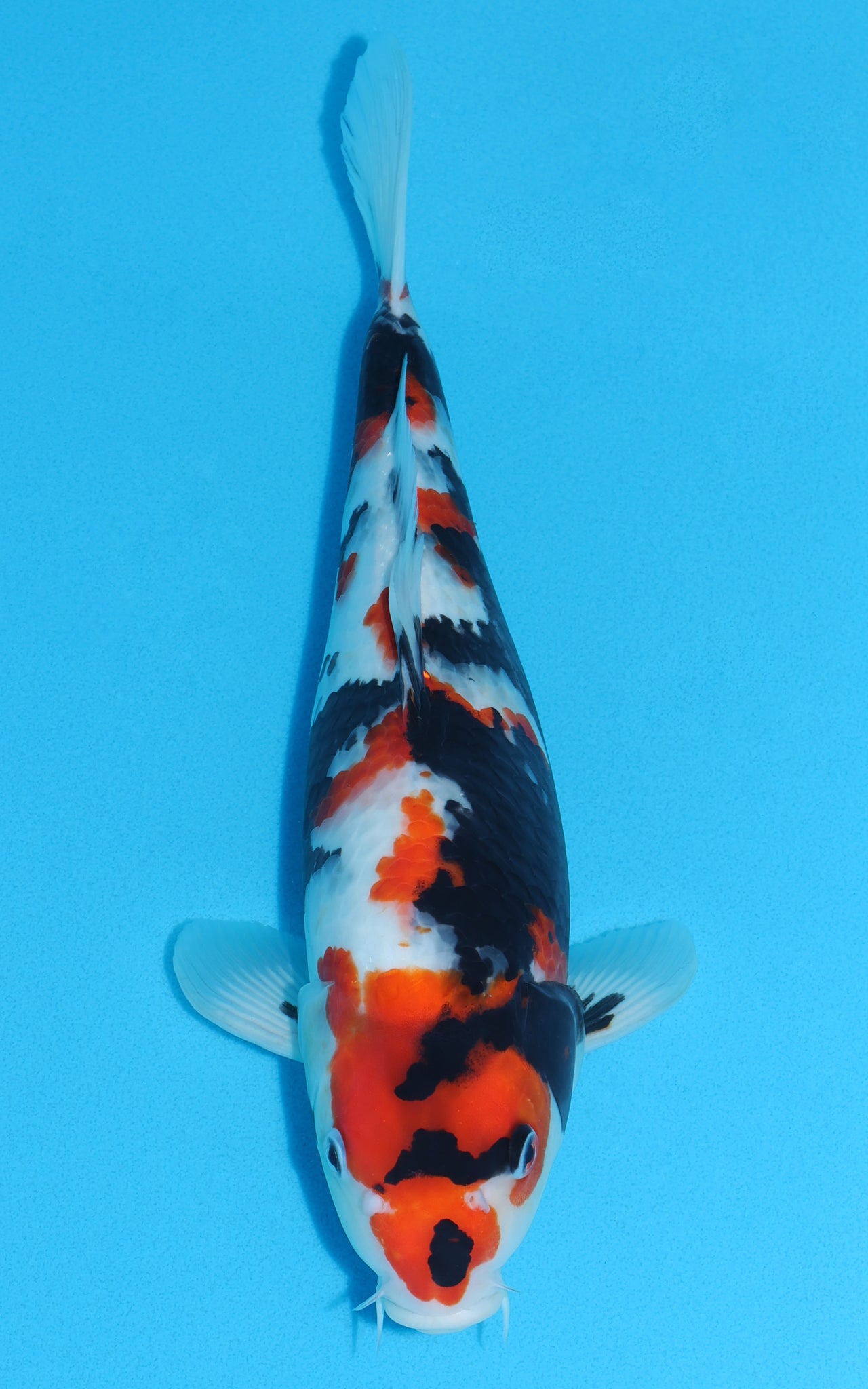Showa - 37cm REF:29129