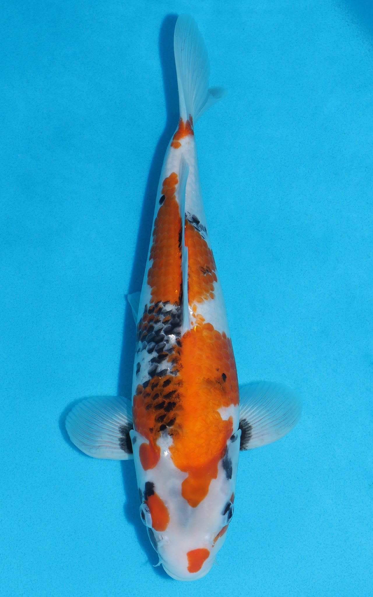Showa - 34cm REF:19347