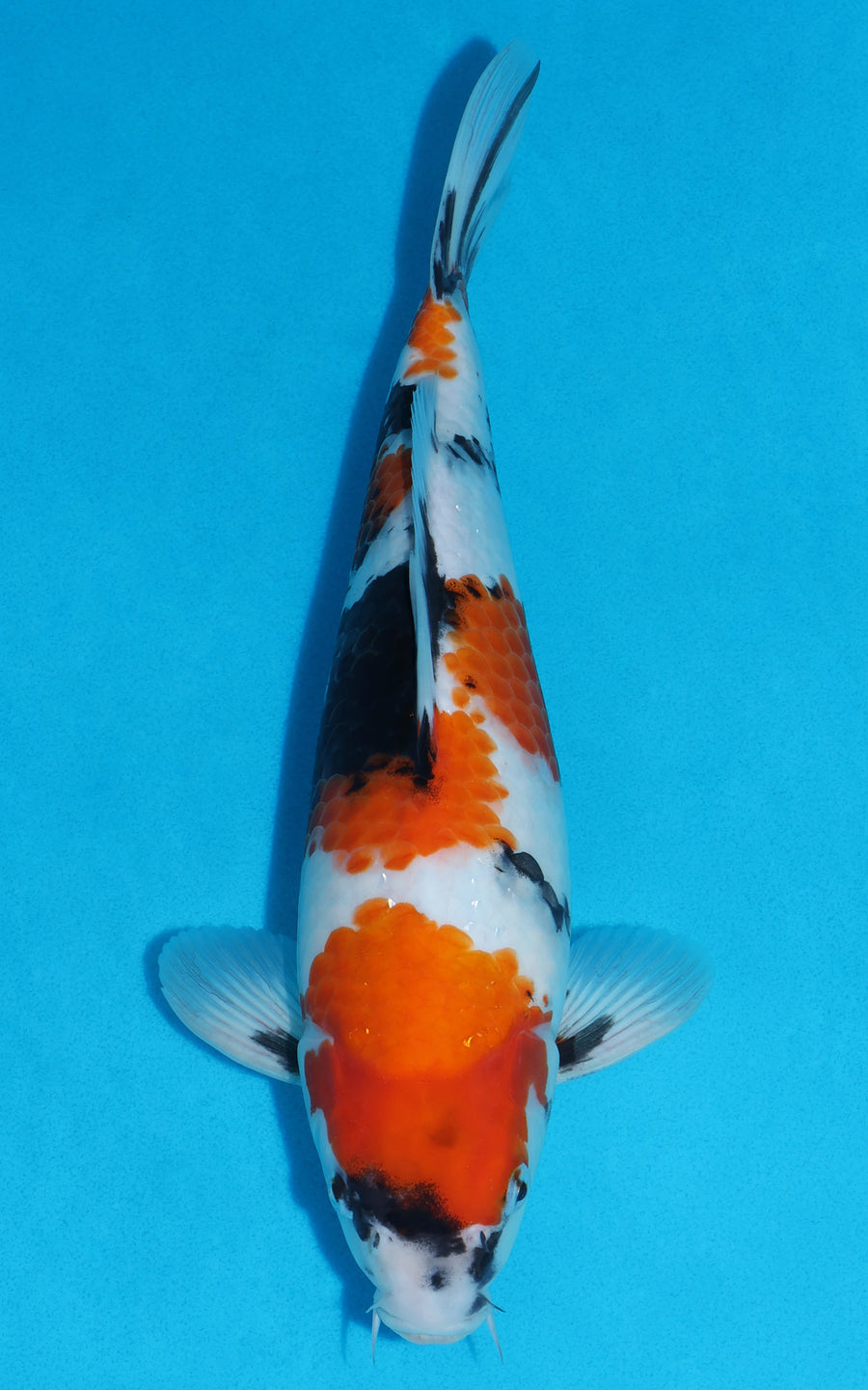 Showa - 36cm REF:29131