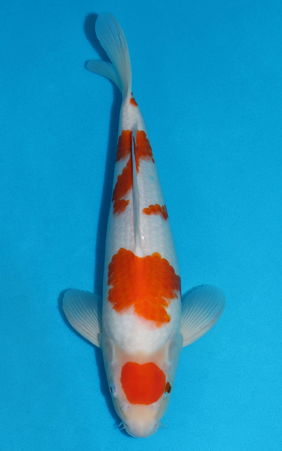 Maruten Kohaku - 37cm REF:29132