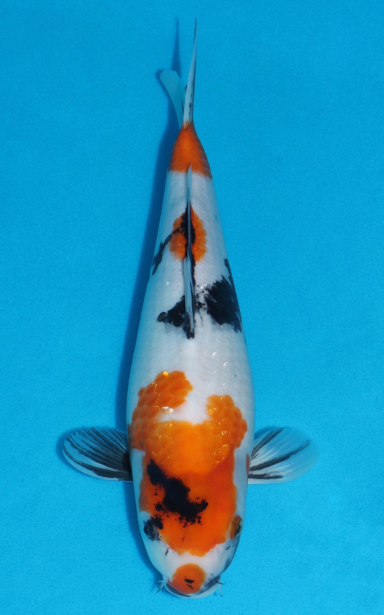 Showa - 33cm REF:19350