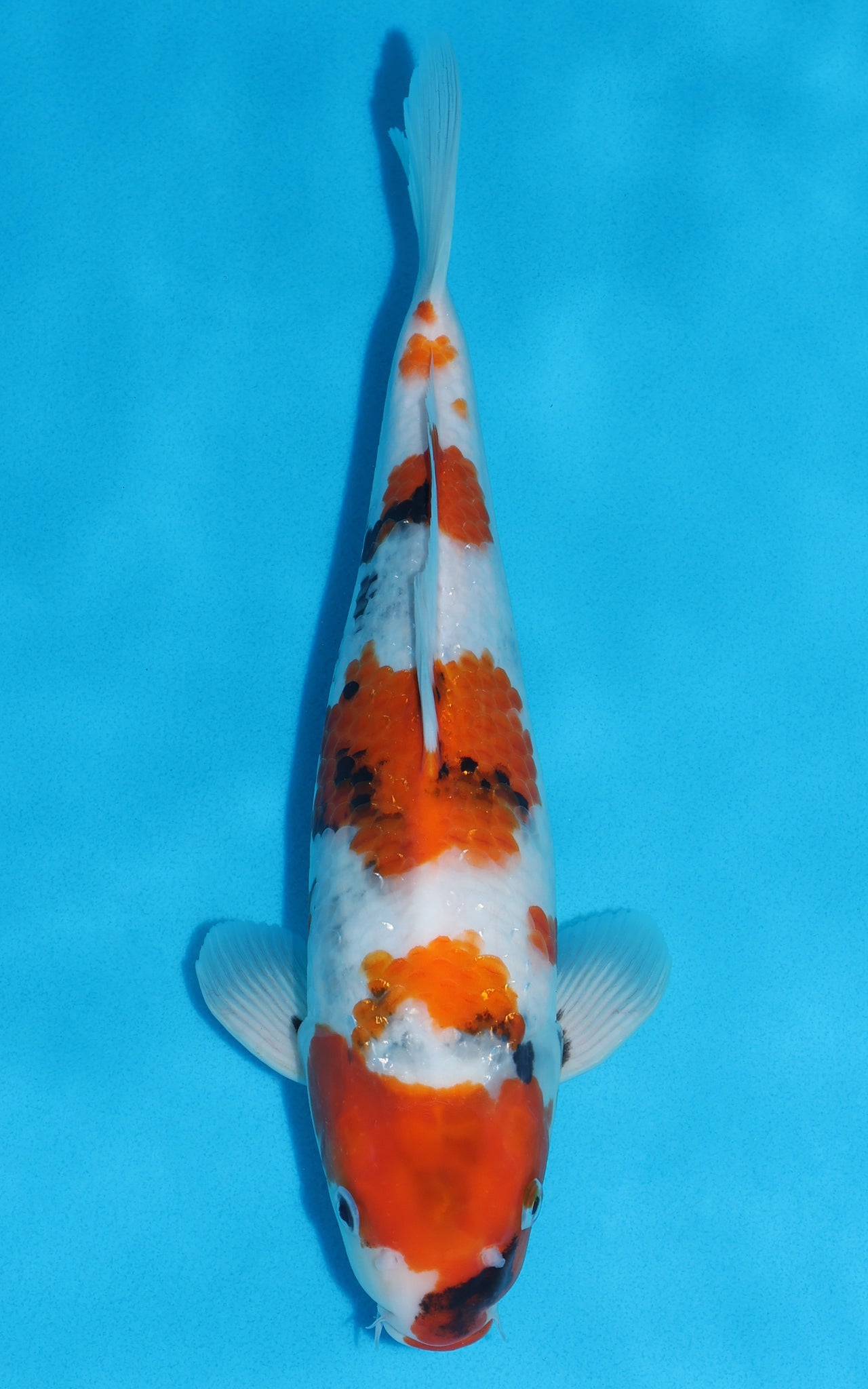 Showa - 35cm REF:19352