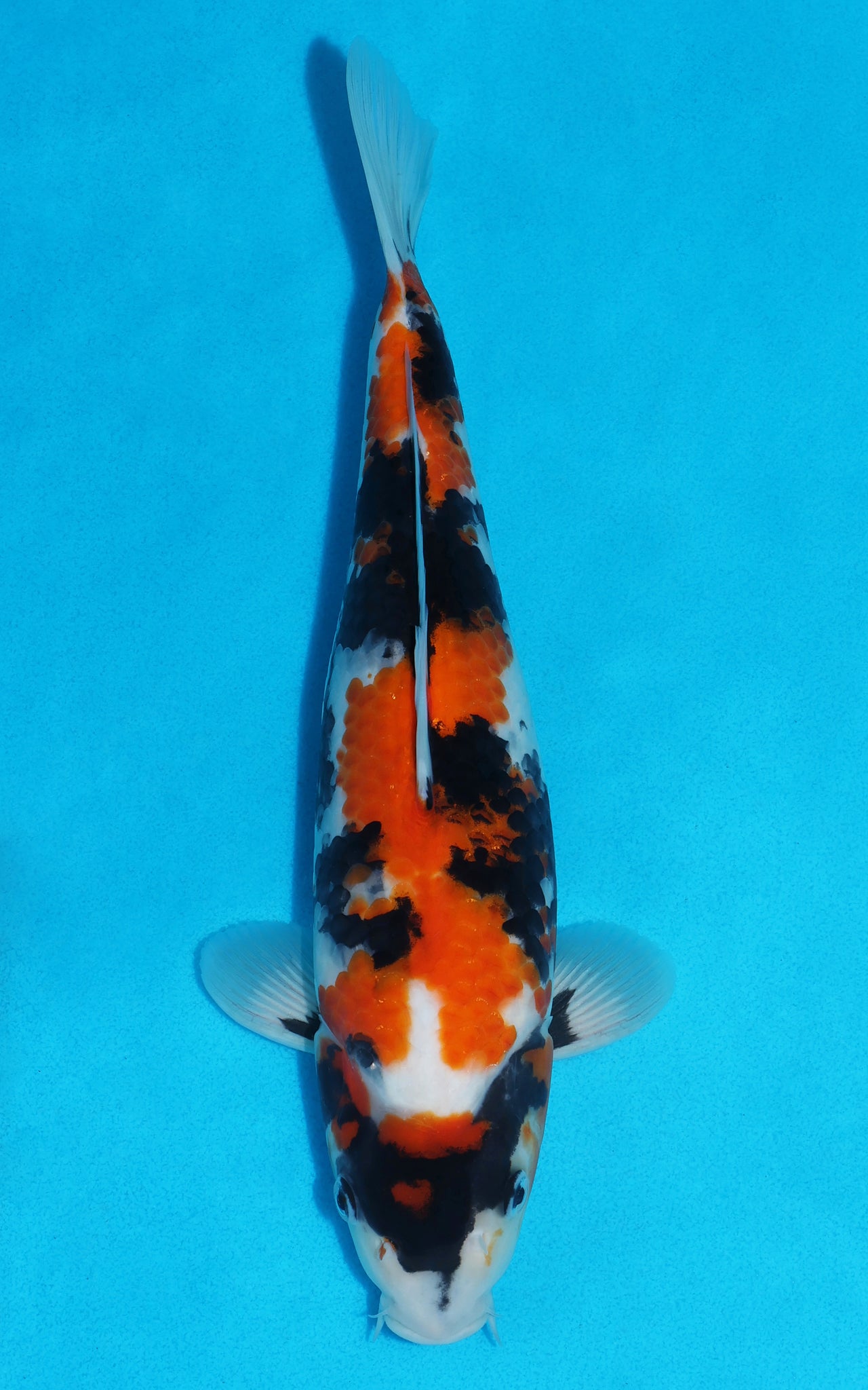 Showa - 34cm REF:19354