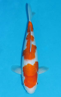 Thumbnail for Kohaku - 35cm REF:19355