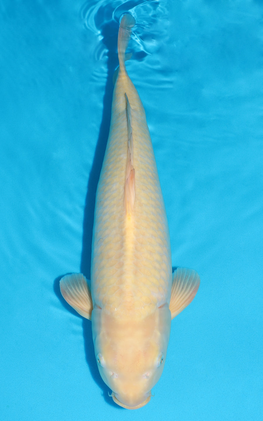 Karashigoi - 56cm REF:441