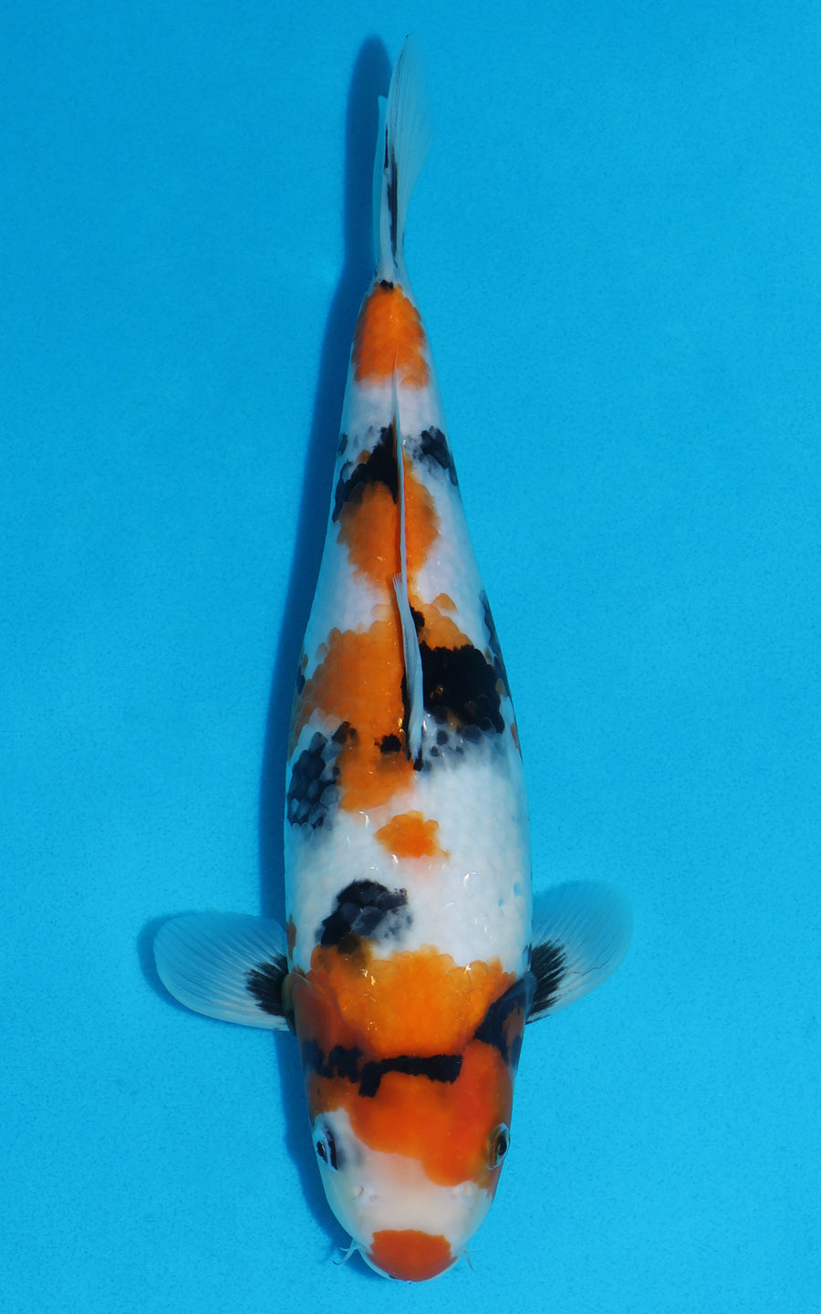 Showa - 34cm REF:19356