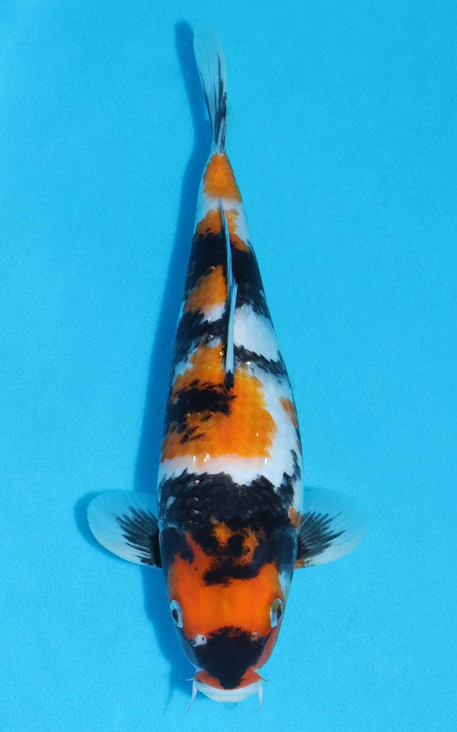 Showa - 30cm REF:19357