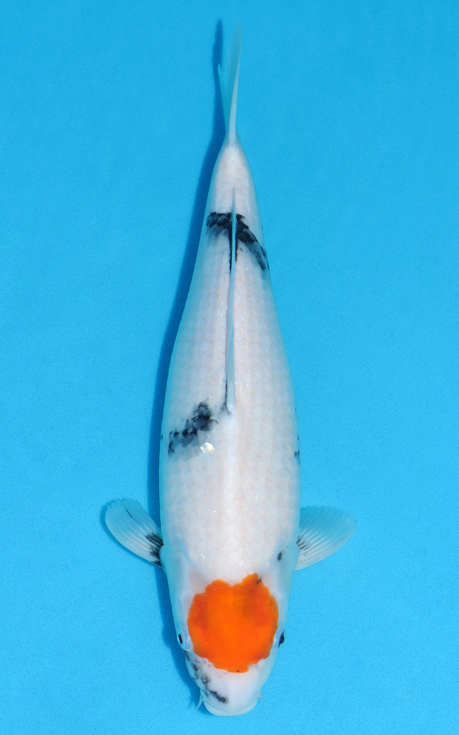 Tancho Showa - 40cm REF:29135