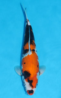 Thumbnail for Showa - 34cm REF:19359