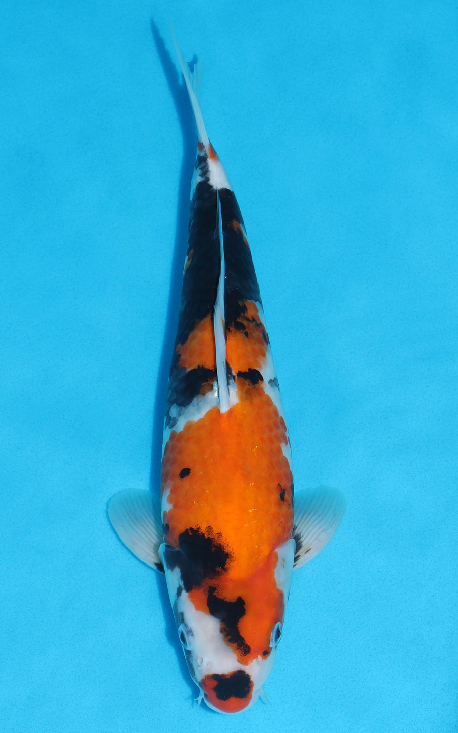 Showa - 34cm REF:19359