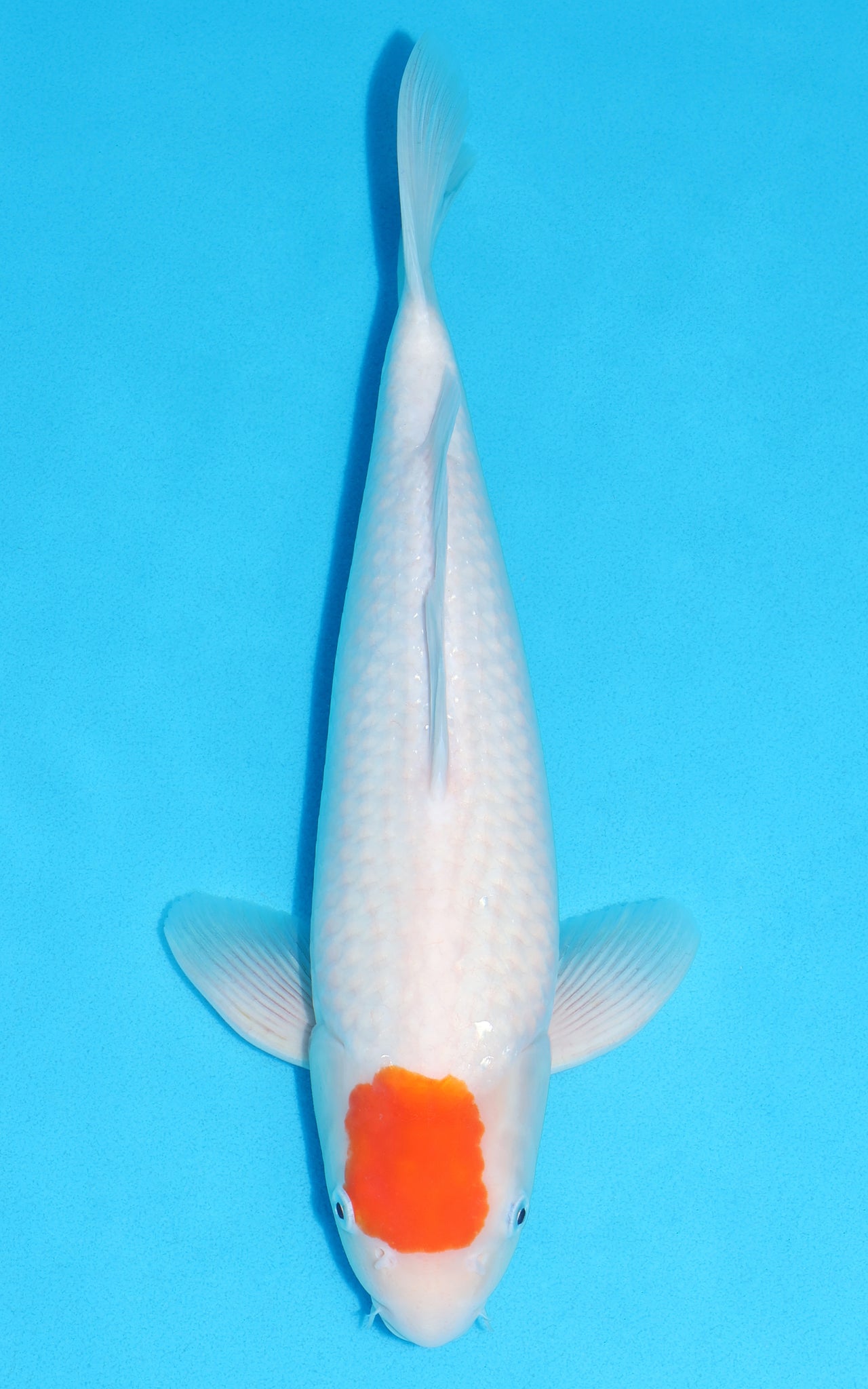 Tancho Kohaku - 38cm REF:39083