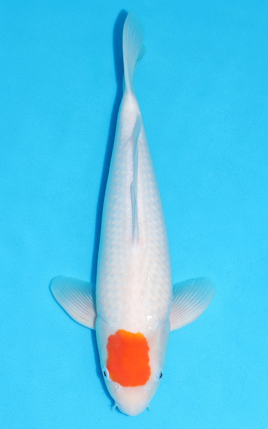 Tancho Kohaku - 38cm REF:39083
