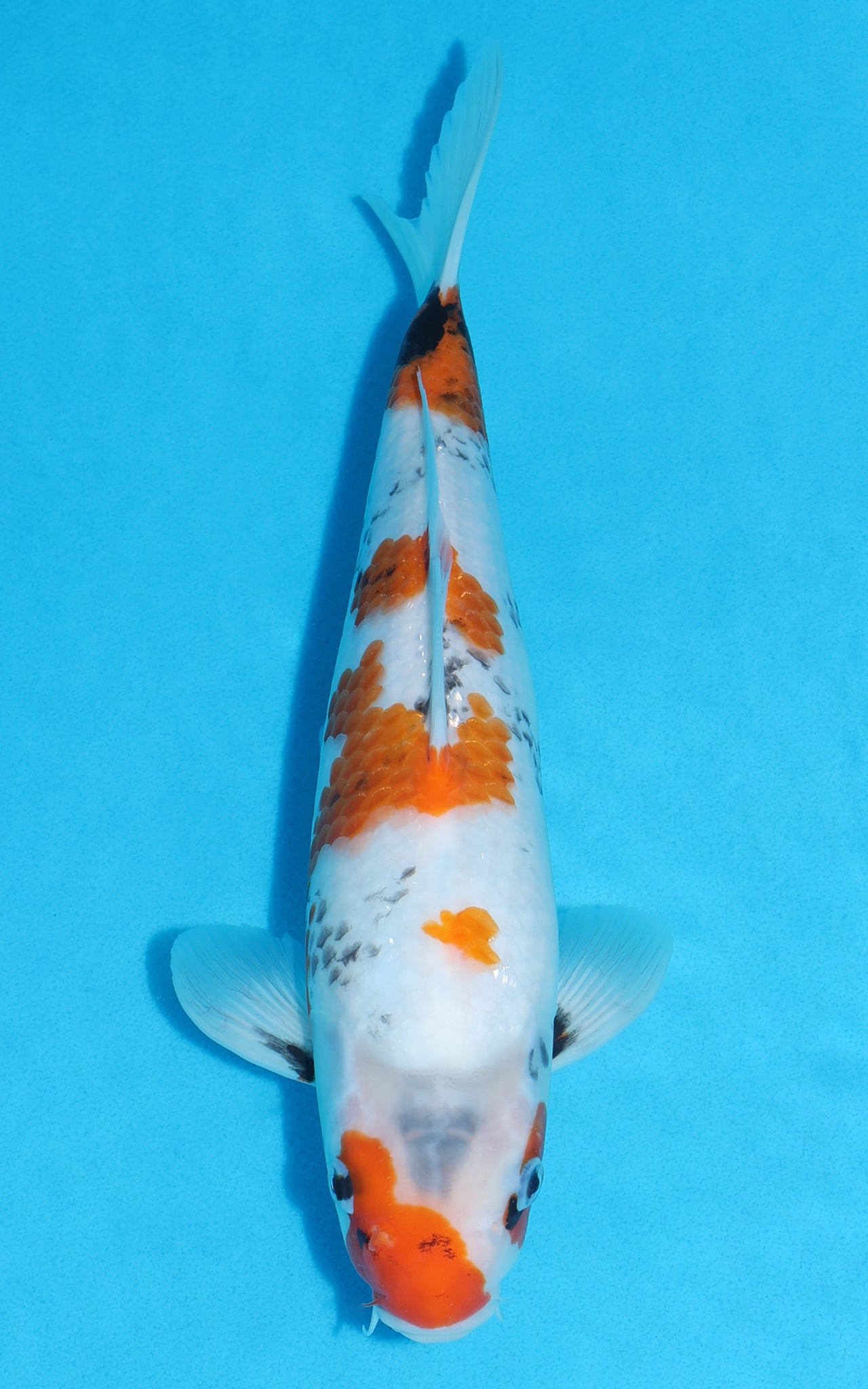 Showa - 32cm REF:19361