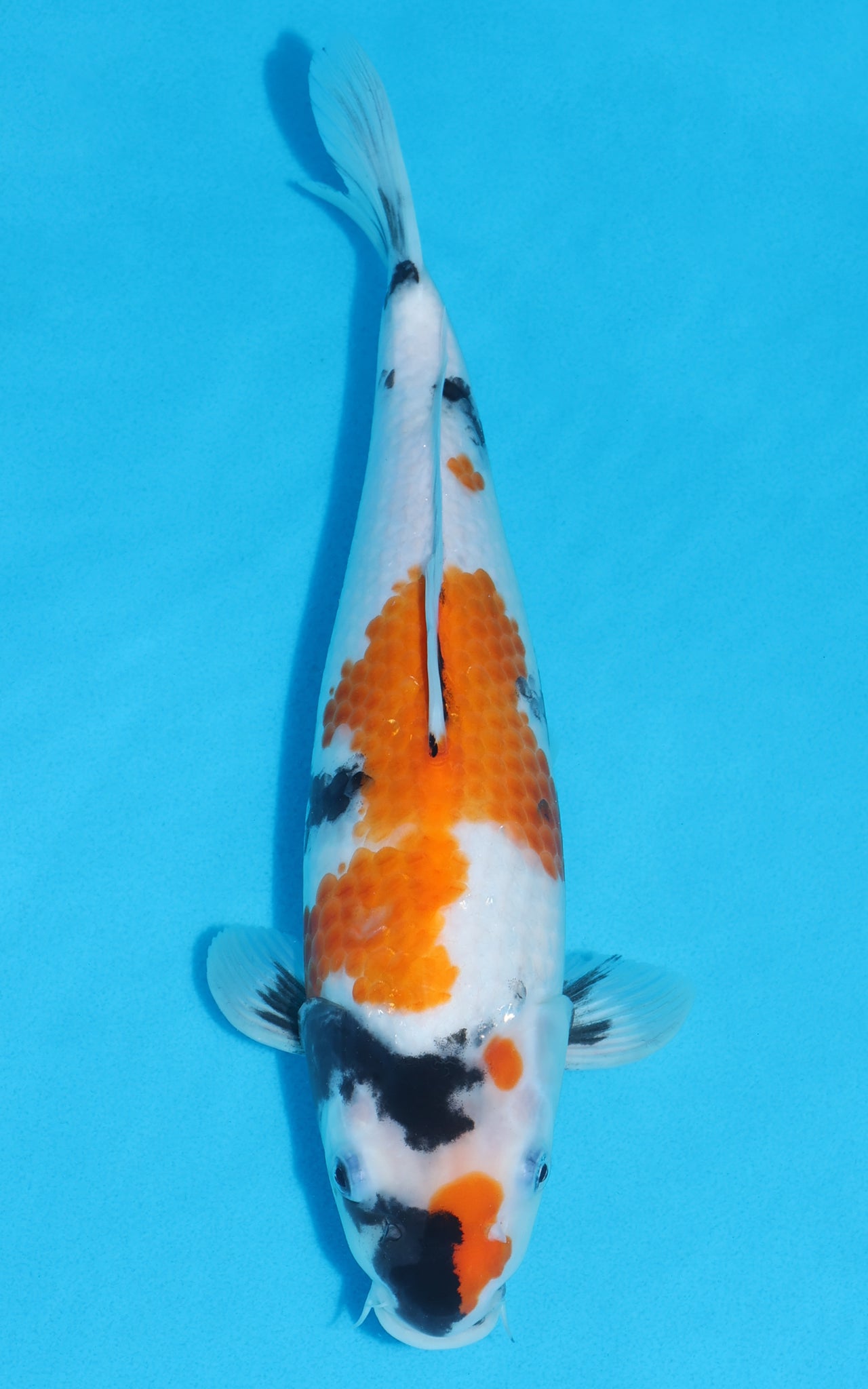 Showa - 34cm REF:19362